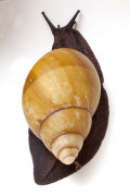 Archachatina marginata icterica Nigeria adult